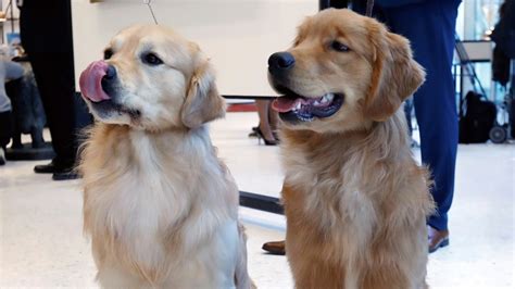 golden retrievers in need cleveland.